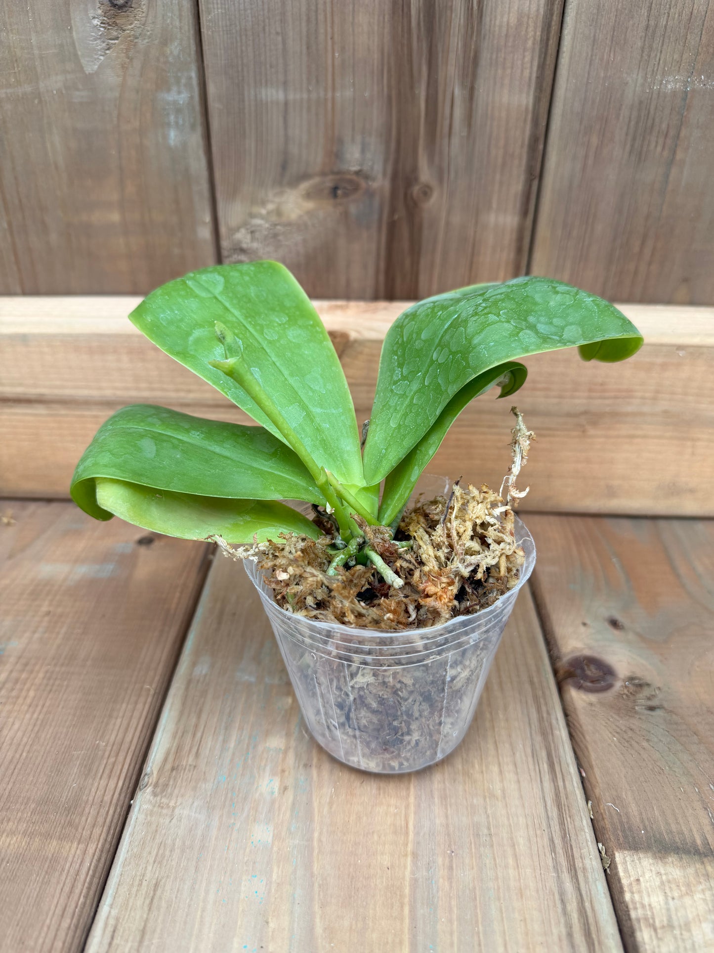 3" Phal Shingher Pure Love x Phal Tan Swee Kim