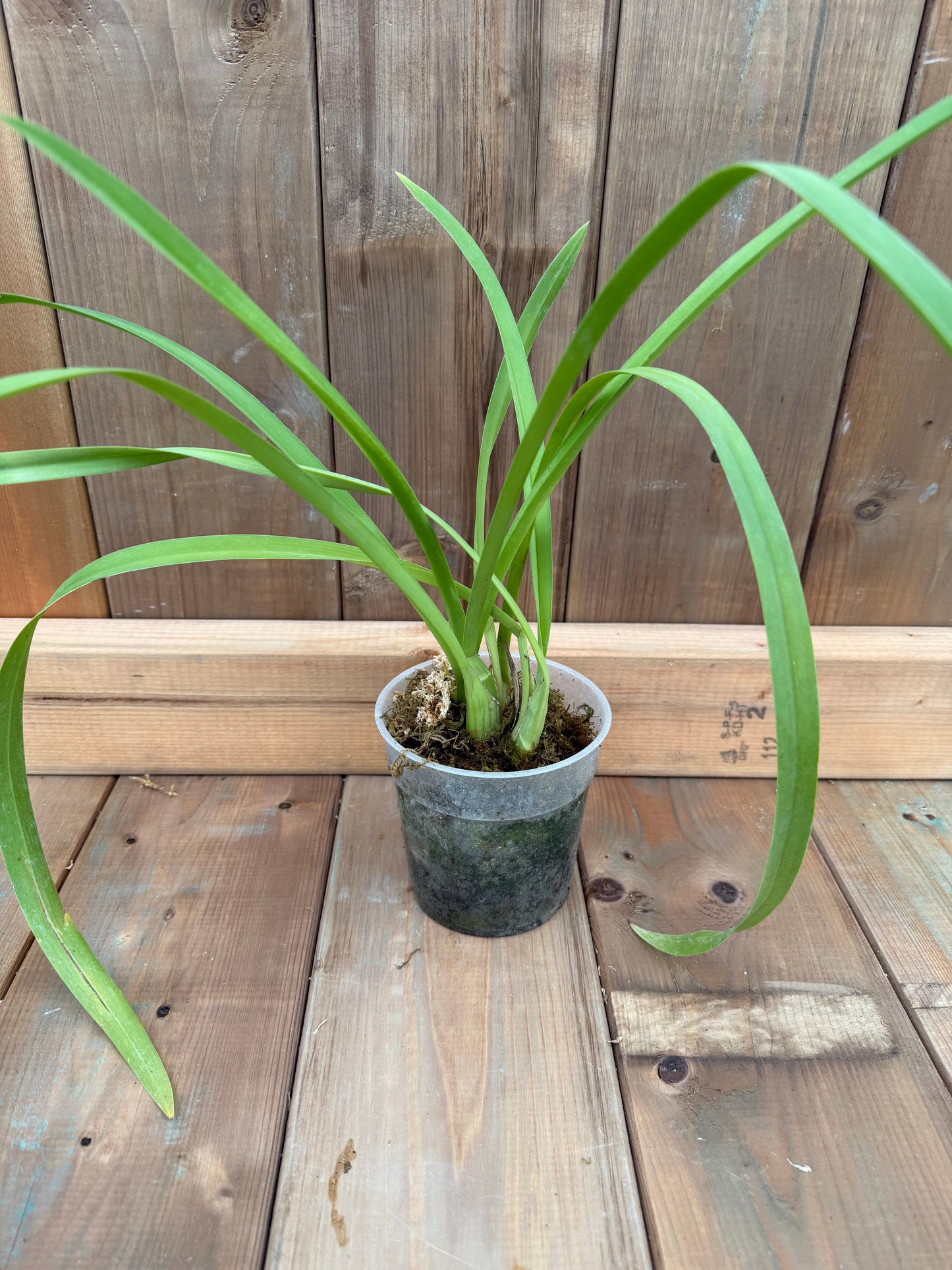 4.5" Cymbidium Little Black Sambo