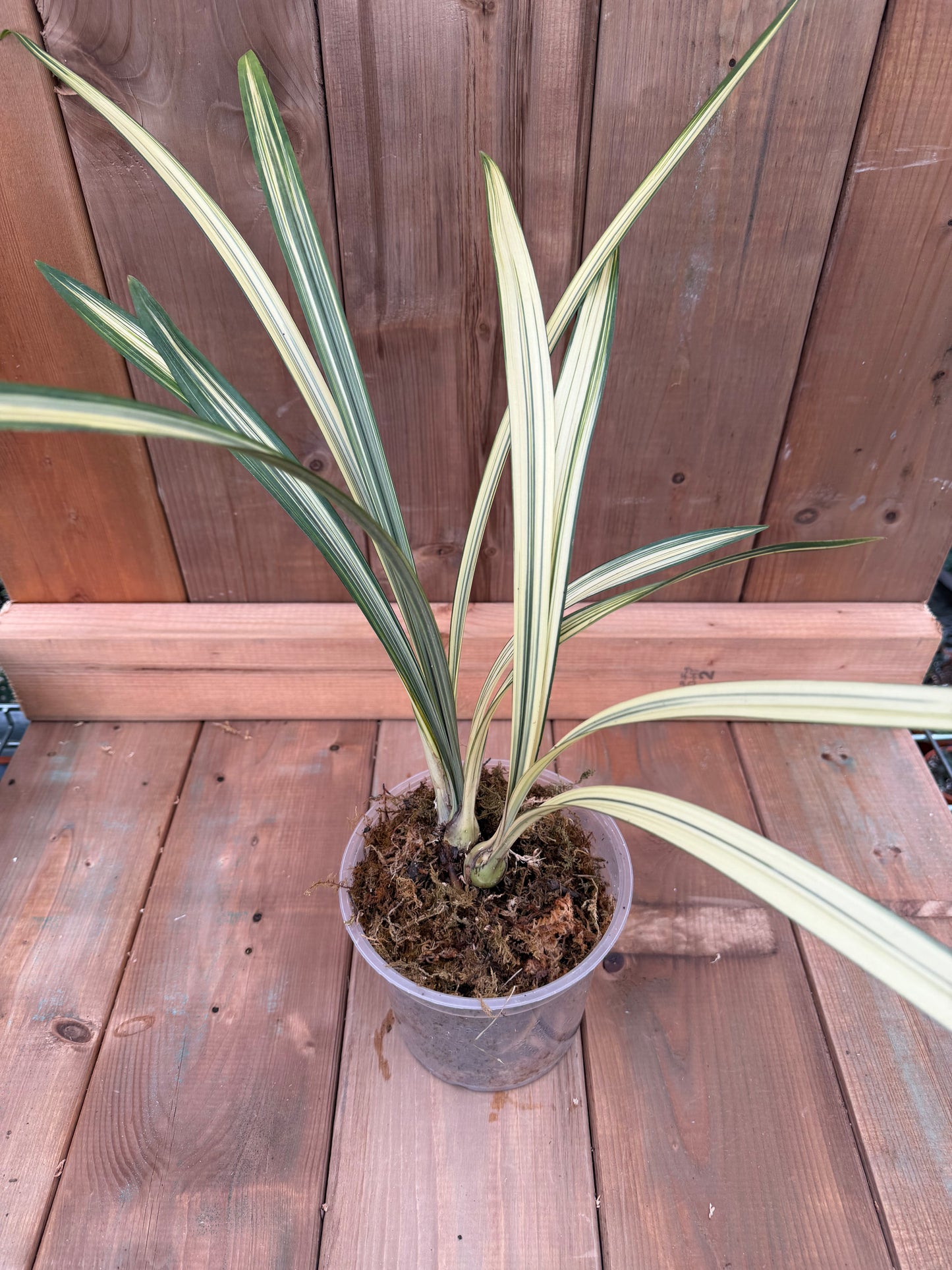 4.5" Cymbidium ensifolium Fu Long