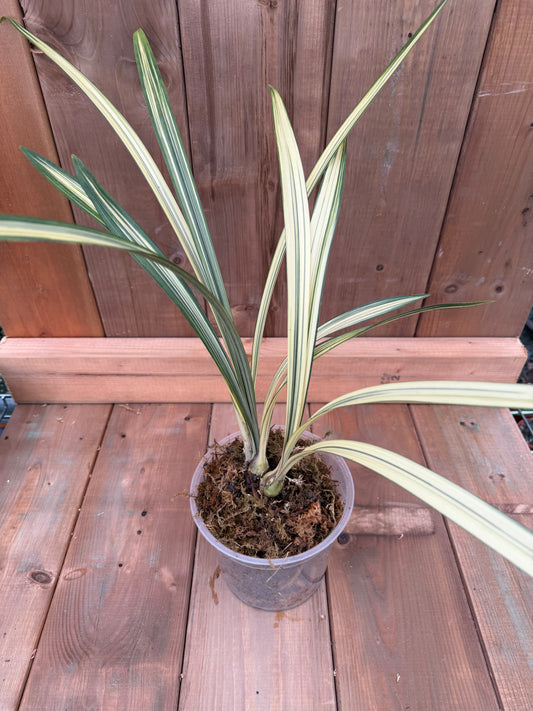 4.5" Cymbidium ensifolium Fu Long