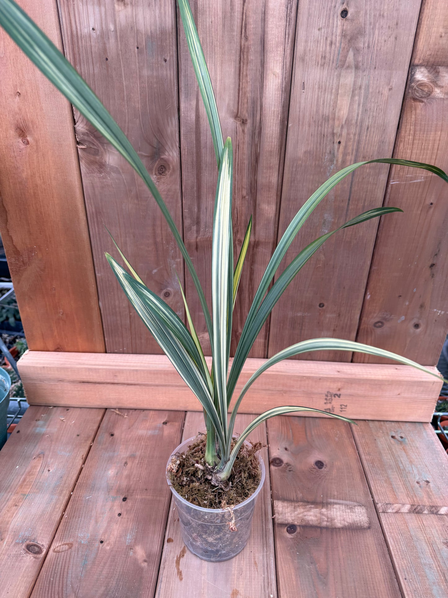 4.5" Cymbidium sinense Ri Xiang