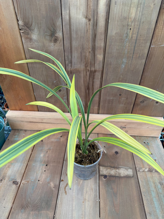 4.5" Cymbidium ensifolium Bai Lian