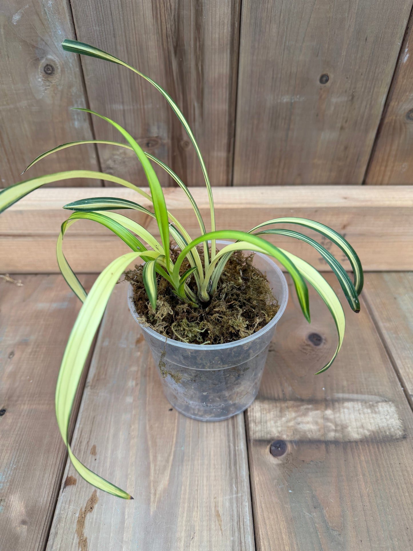 4.5" Cymbidium goeringii Chun Lan Zhong Tou