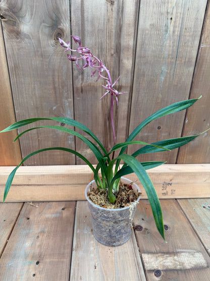 4.5" Cymbidium sinense Tao Ji