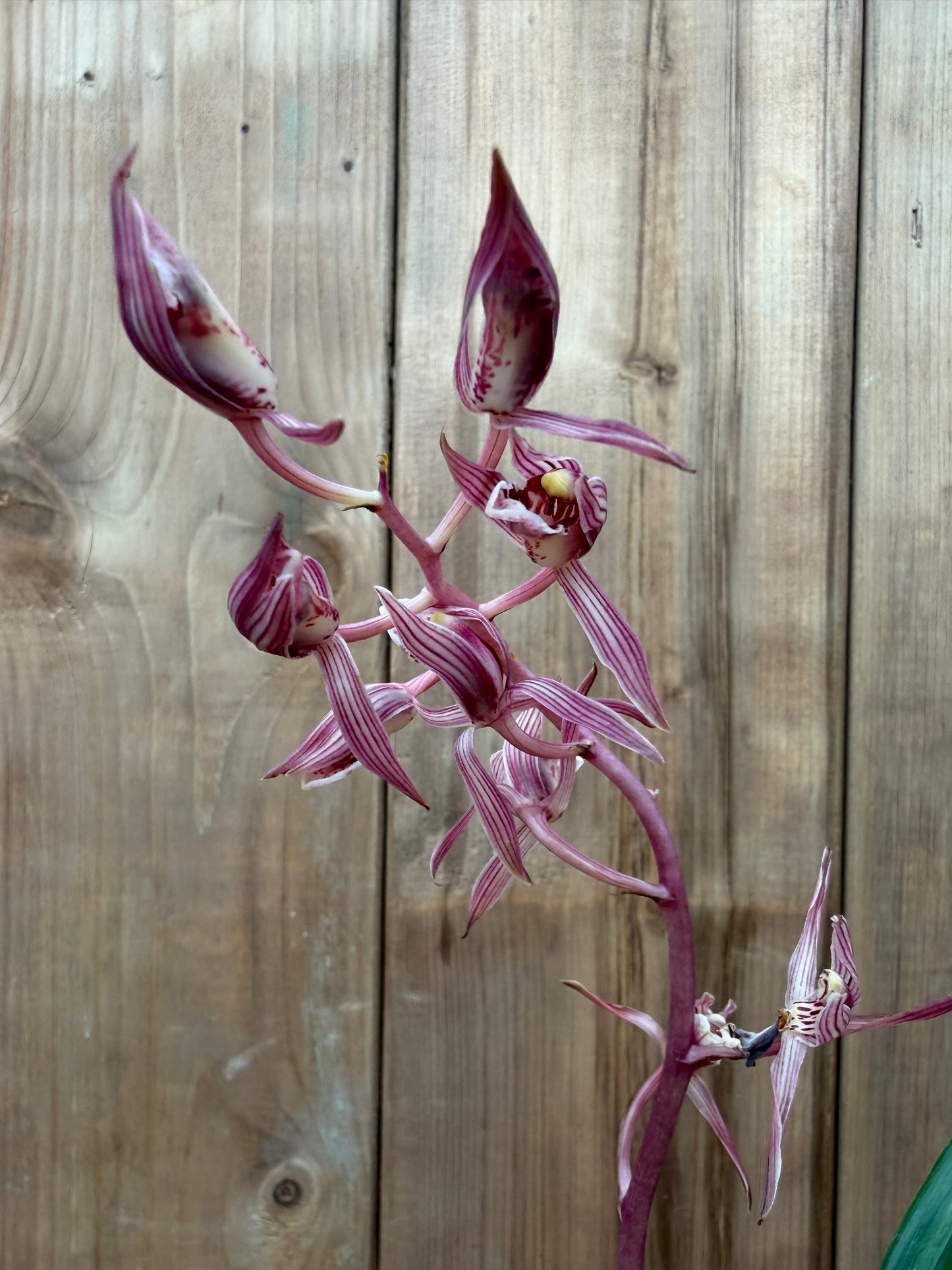 4.5" Cymbidium sinense Tao Ji