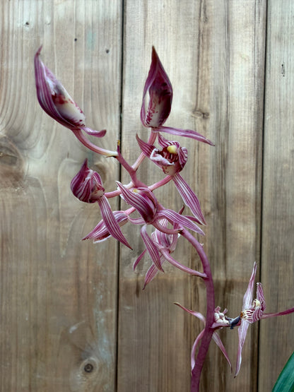 4.5" Cymbidium sinense Tao Ji