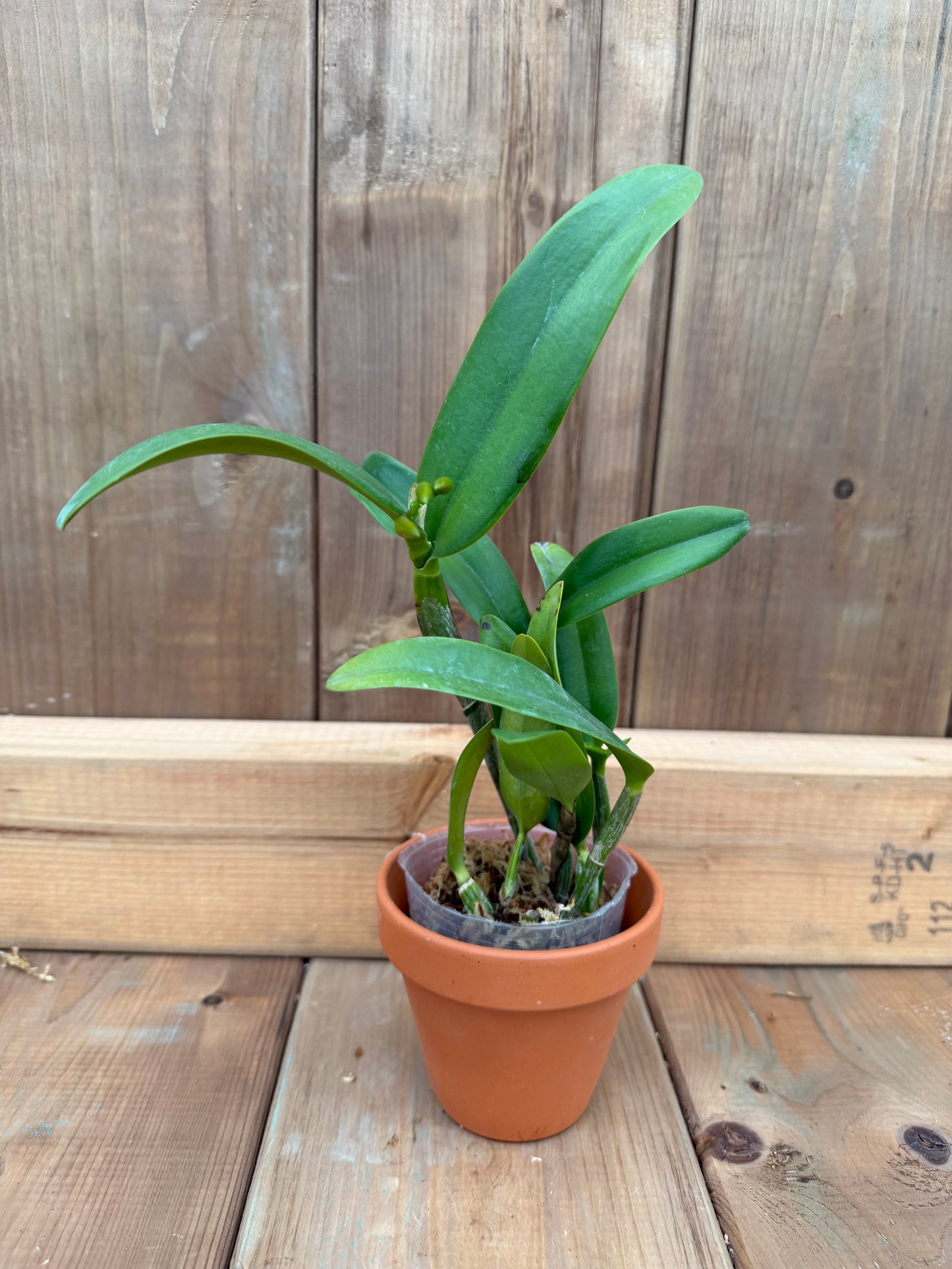 3" Guarianthe aurantiaca 'Mishima Spot' BM/JOGA