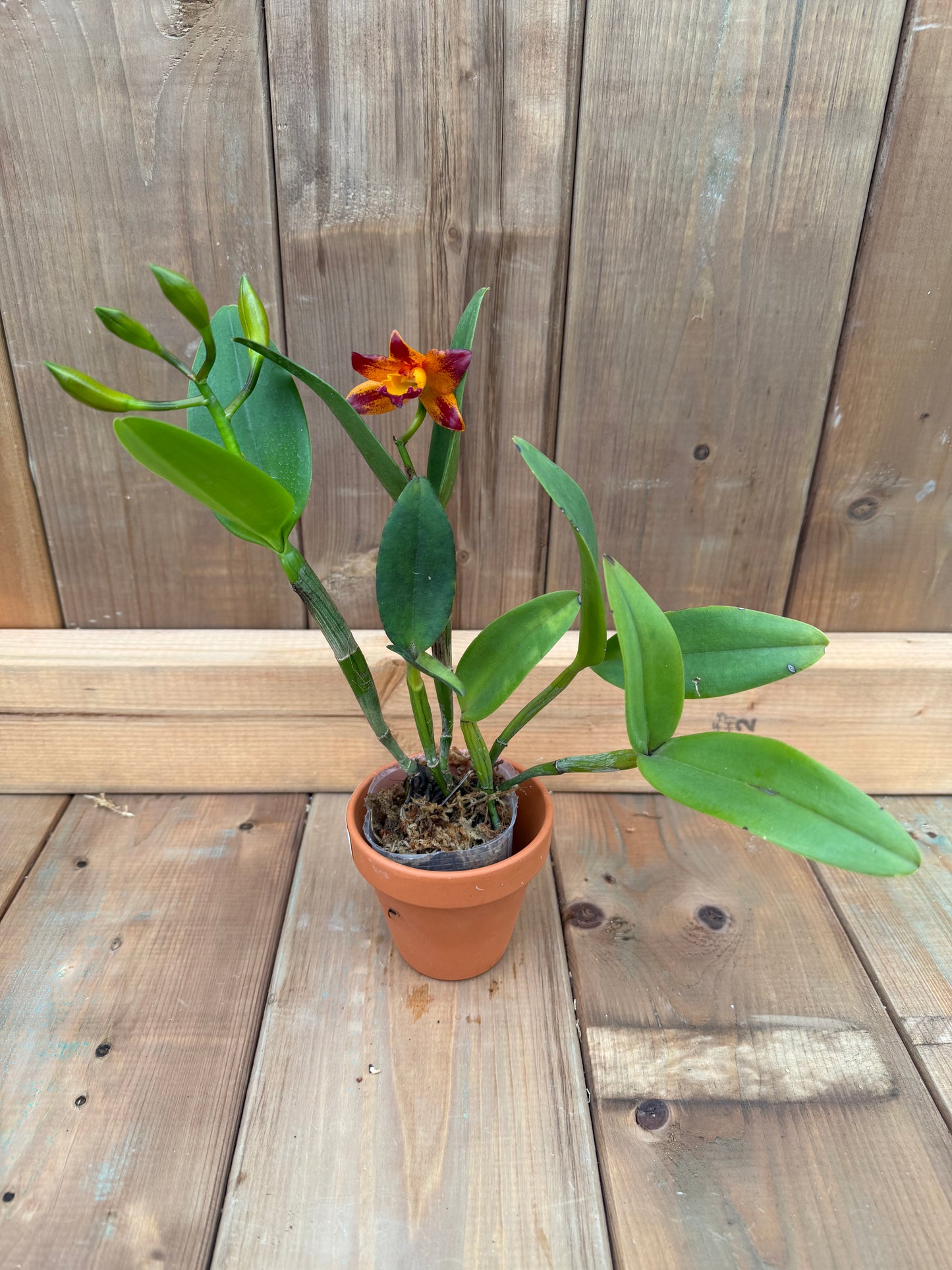 3" Rth Vanut Starstruck 'Golden Tiger'