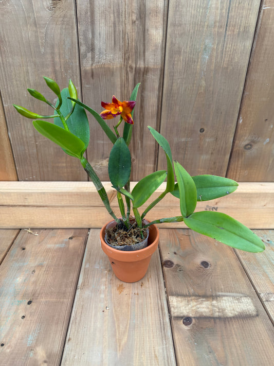 3" Rth Vanut Starstruck 'Golden Tiger'