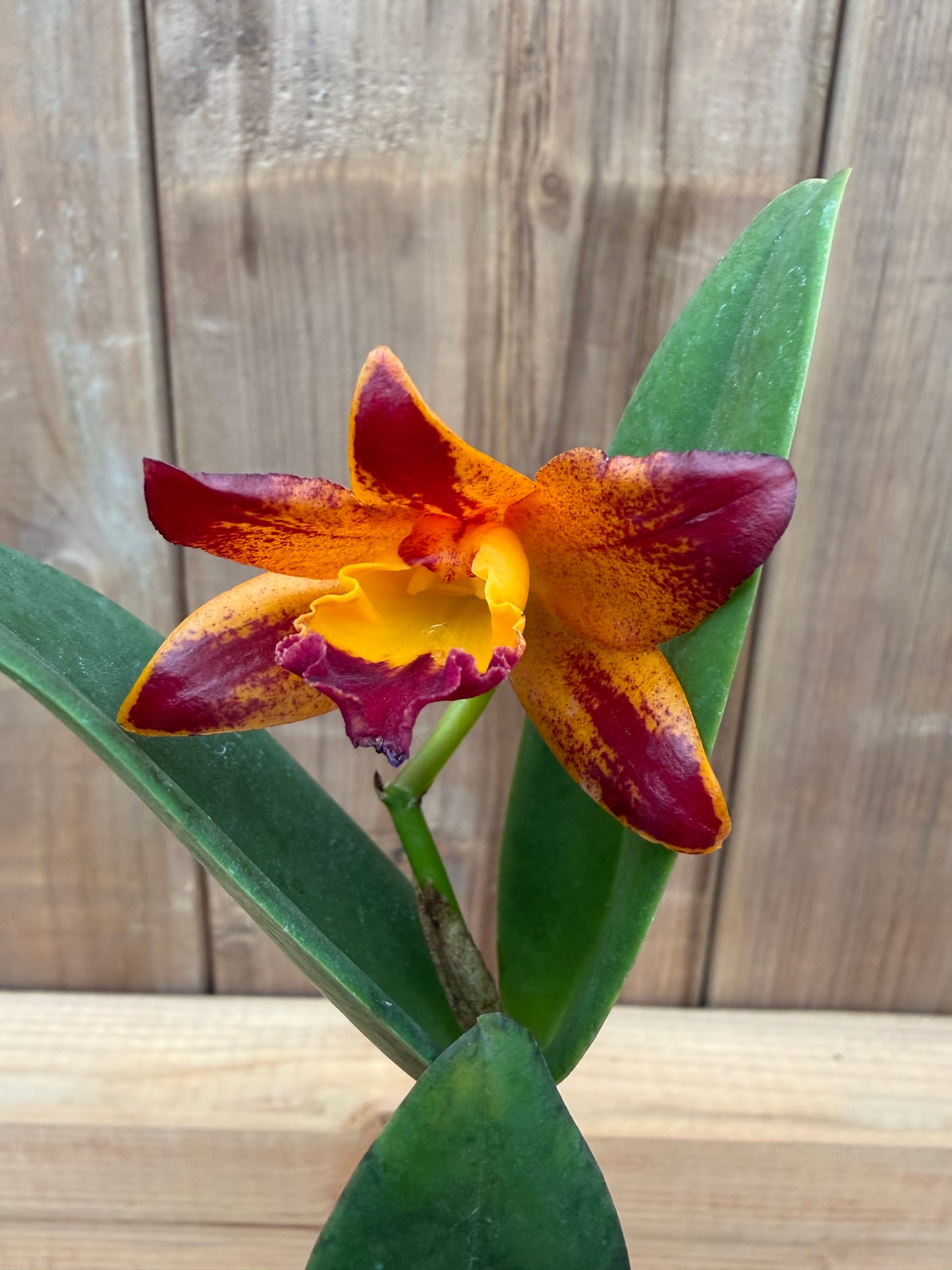 3" Rth Vanut Starstruck 'Golden Tiger'