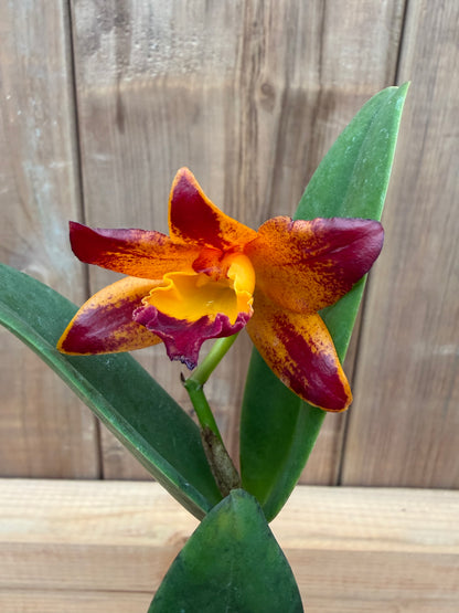 3" Rth Vanut Starstruck 'Golden Tiger'
