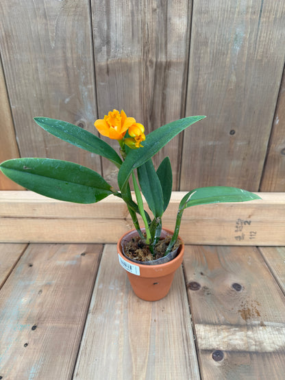3" Rth Young-Min Gold 'Golden Water' (Young Min Orange x Shinfold Little Sun)