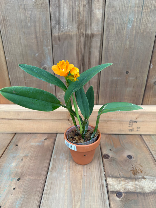 3" Rth Young-Min Gold 'Golden Water' (Young Min Orange x Shinfold Little Sun)