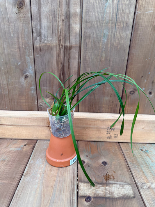 3" Maxillaria tenuifolia f. albina