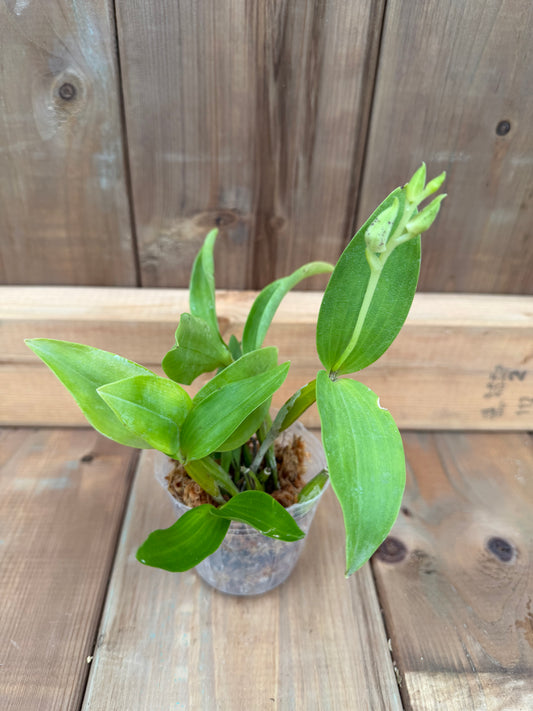 3" Dendrobium atroviolacum