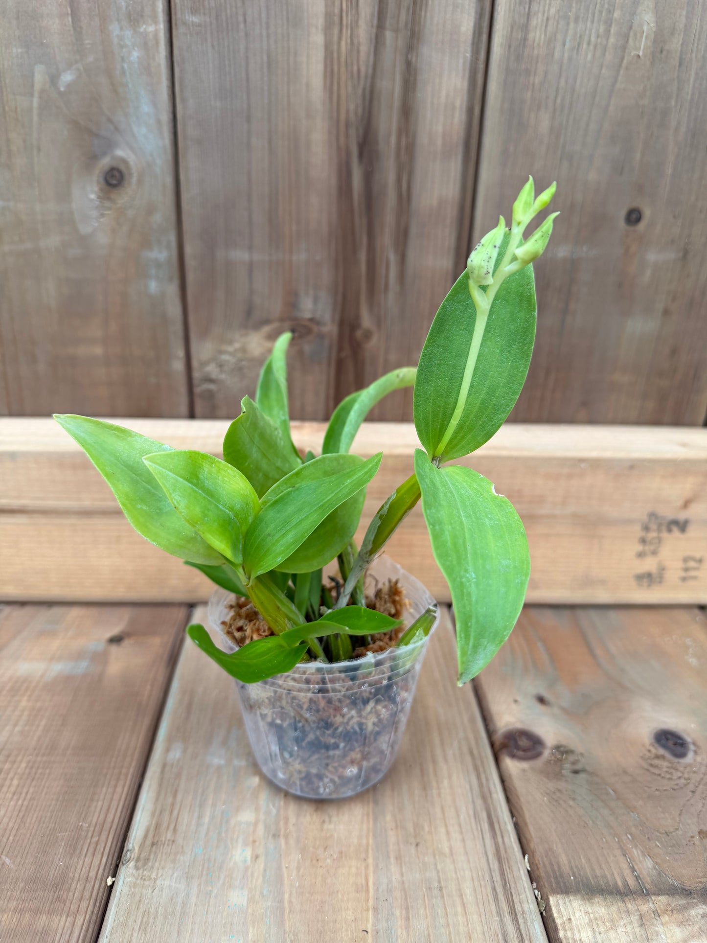 3" Dendrobium atroviolacum