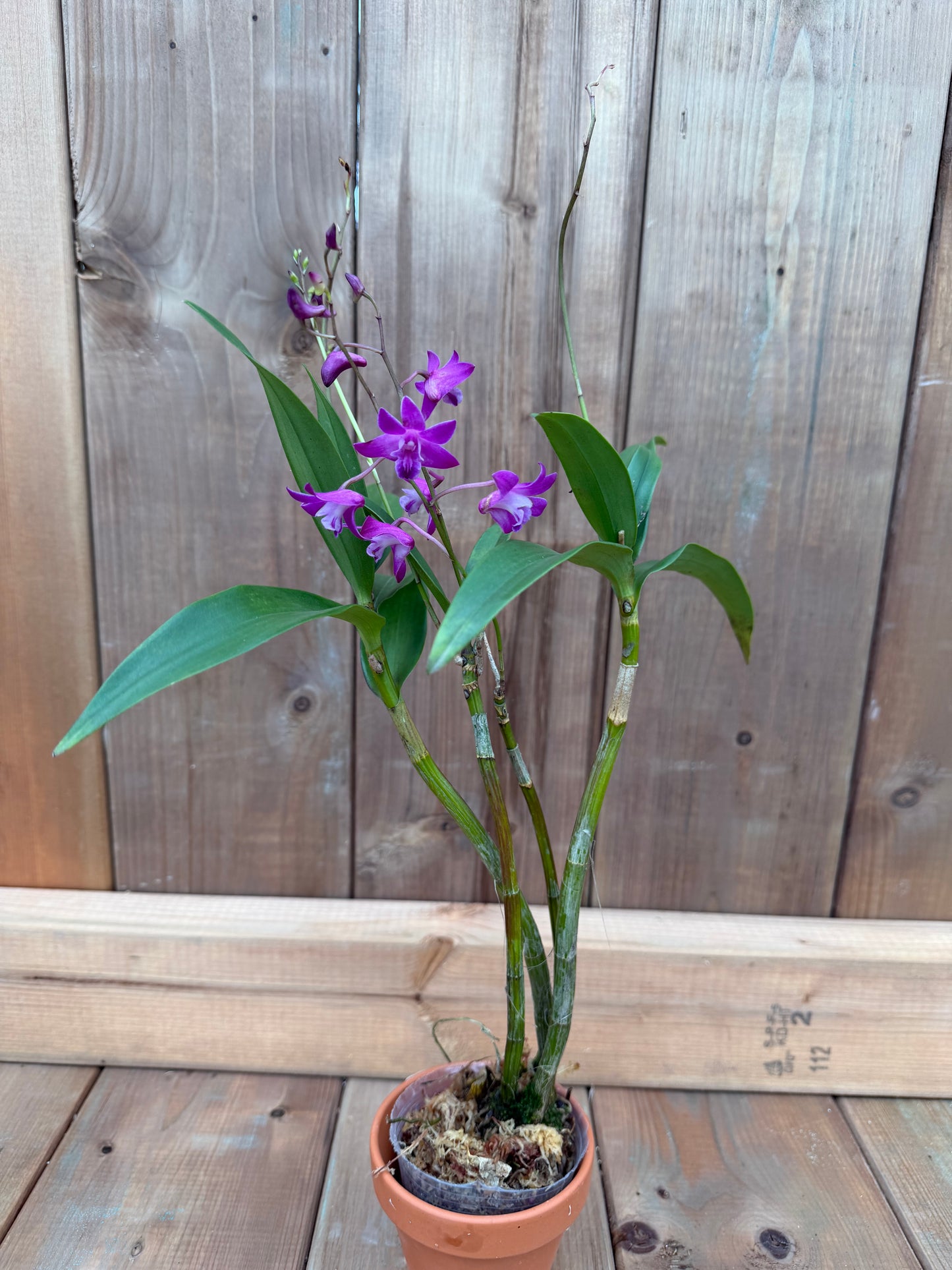 3" Dendrobium Jonathan Glory