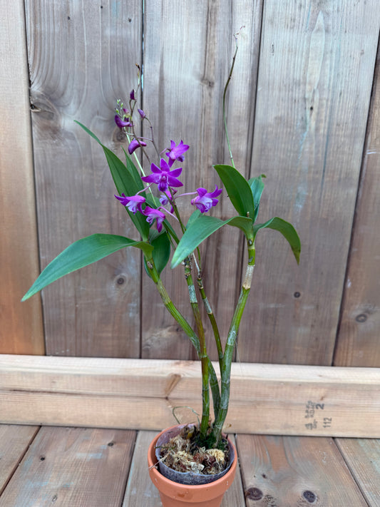 3" Dendrobium Jonathan Glory