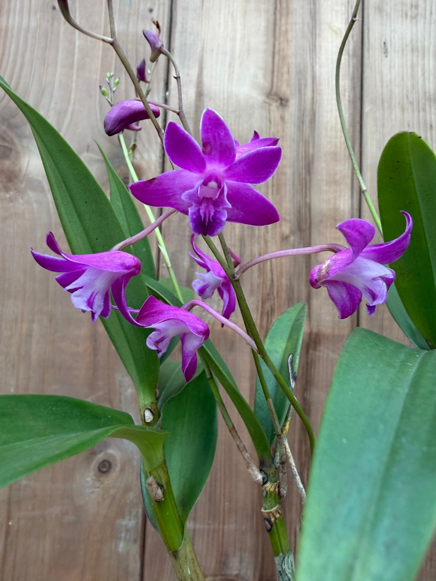 3" Dendrobium Jonathan Glory