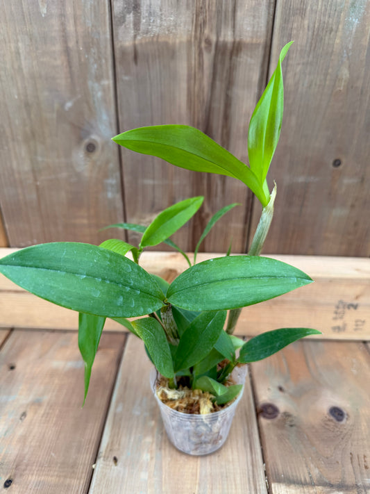 3" Dendrobium convolutum