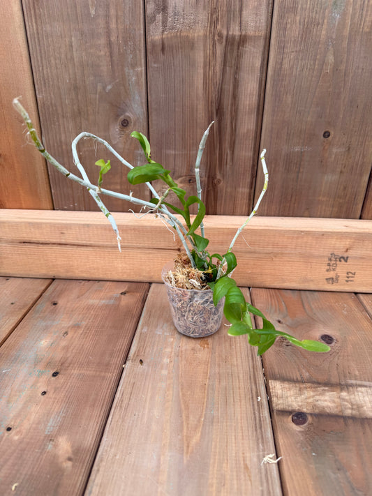 3" Dendrobium anosmum f. album