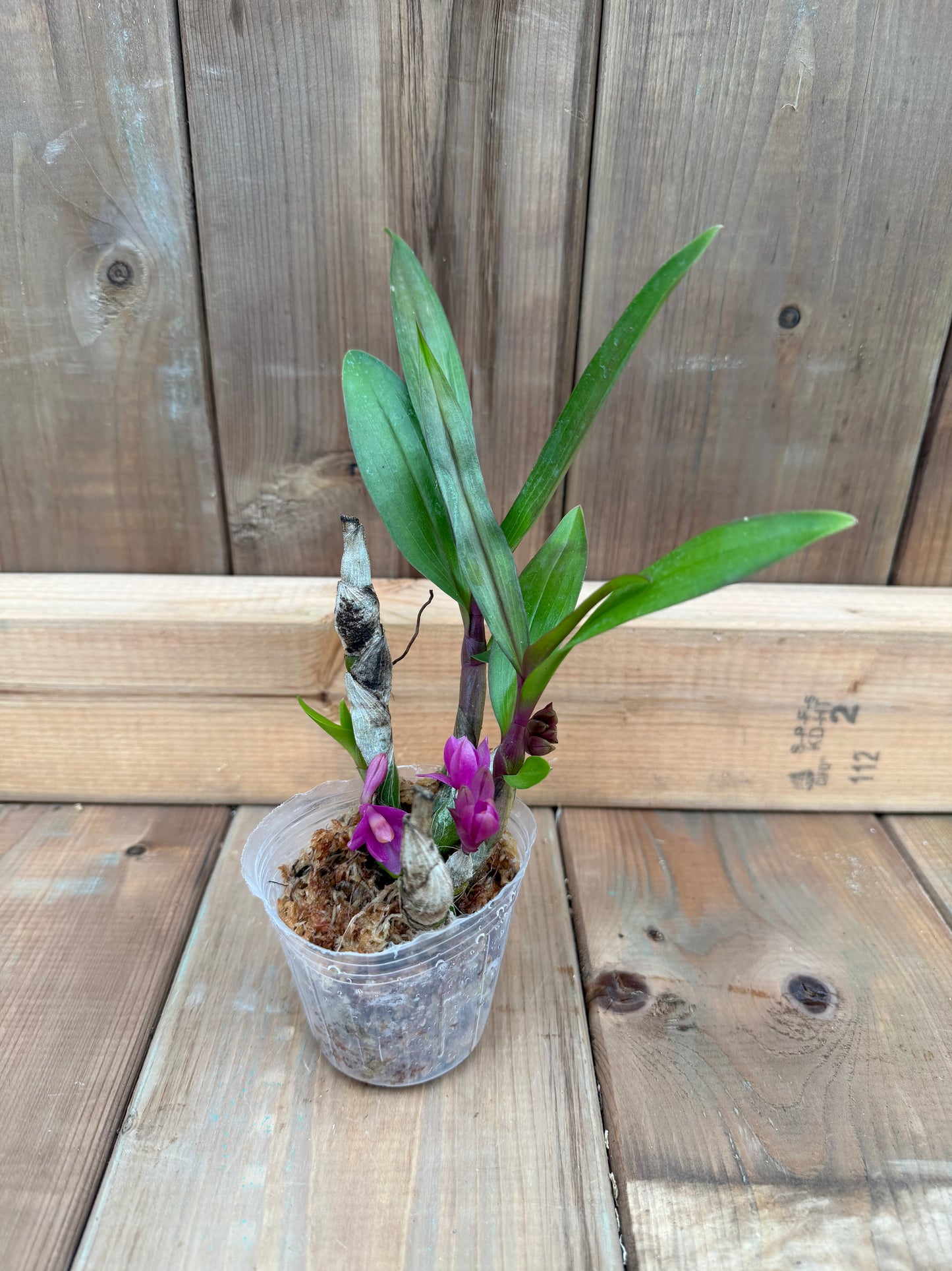 3" Dendrobium Baby Hibiki