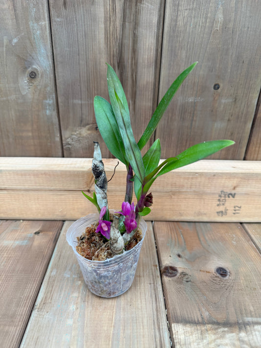 3" Dendrobium Baby Hibiki