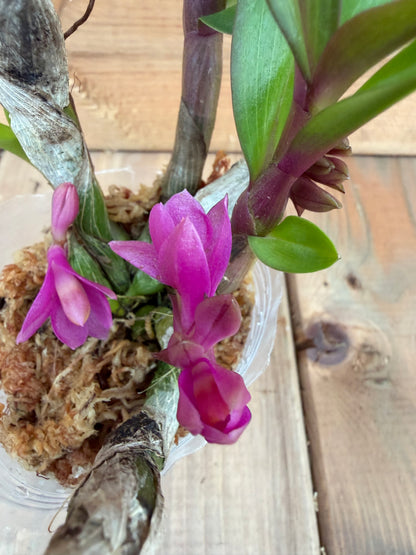 3" Dendrobium Baby Hibiki