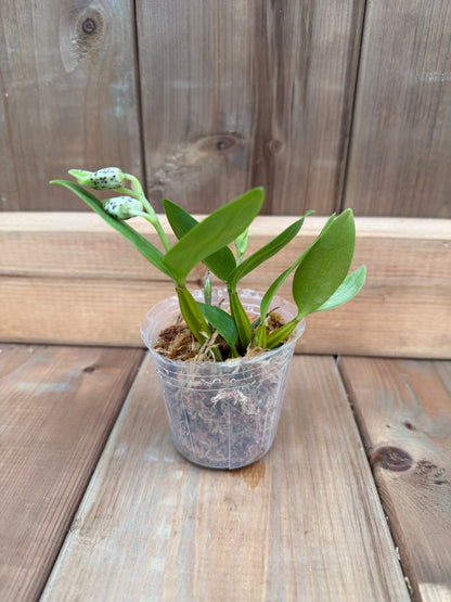 3" Dendrobium normanbyense