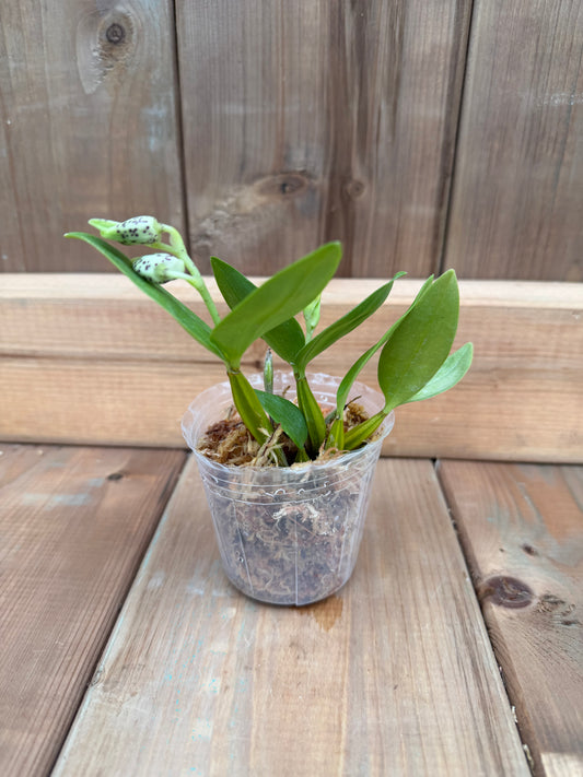 3" Dendrobium normanbyense