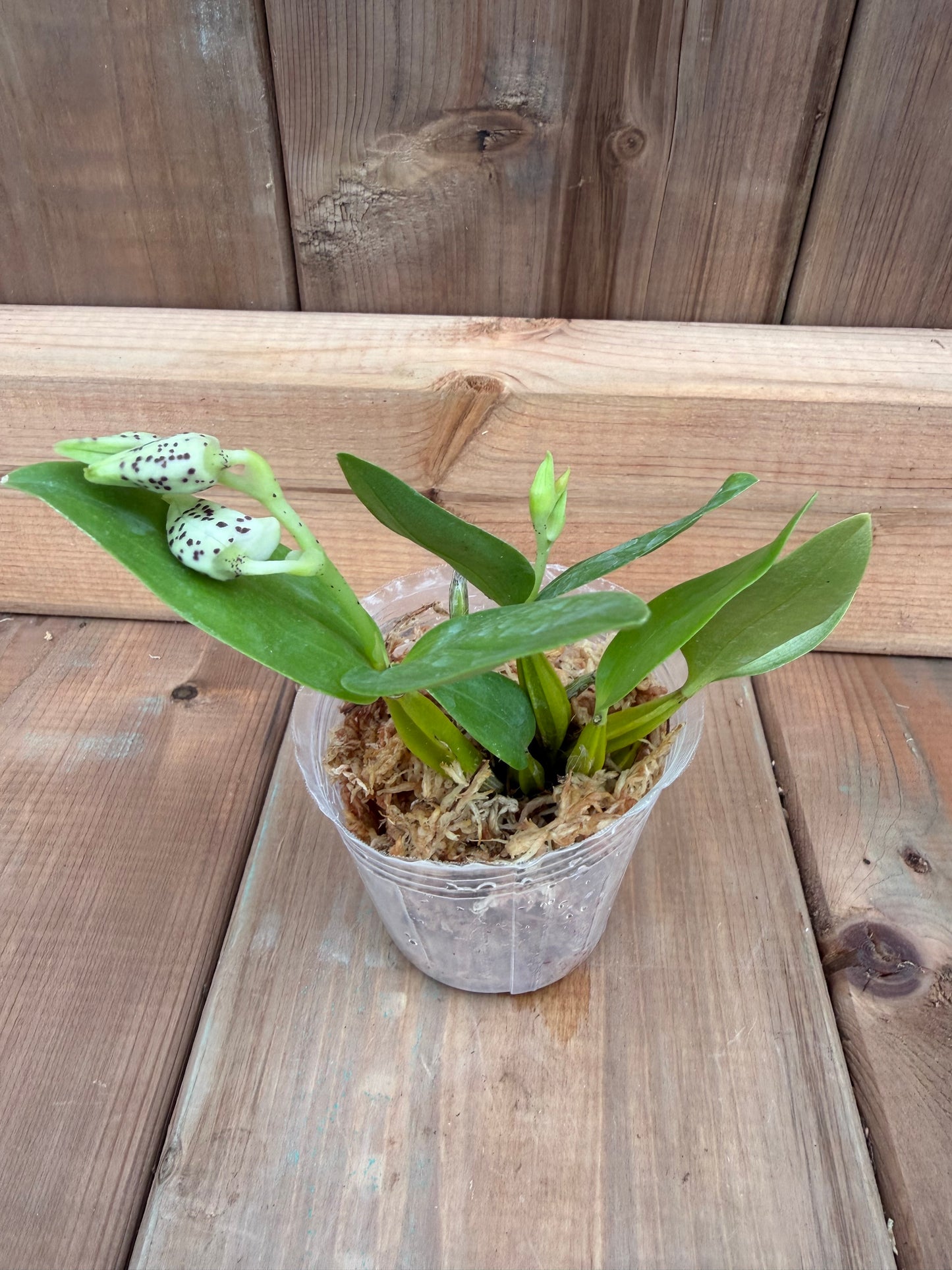 3" Dendrobium normanbyense