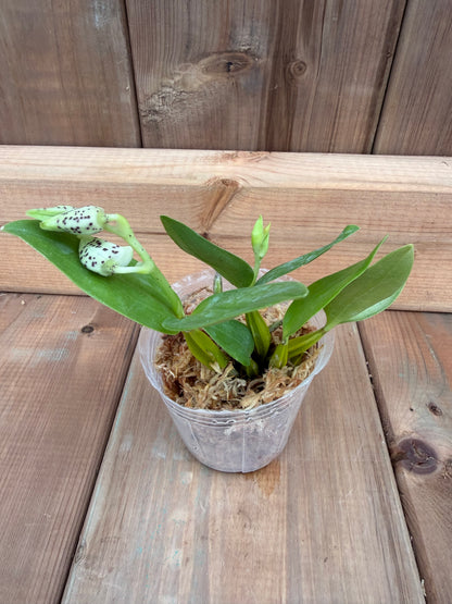 3" Dendrobium normanbyense