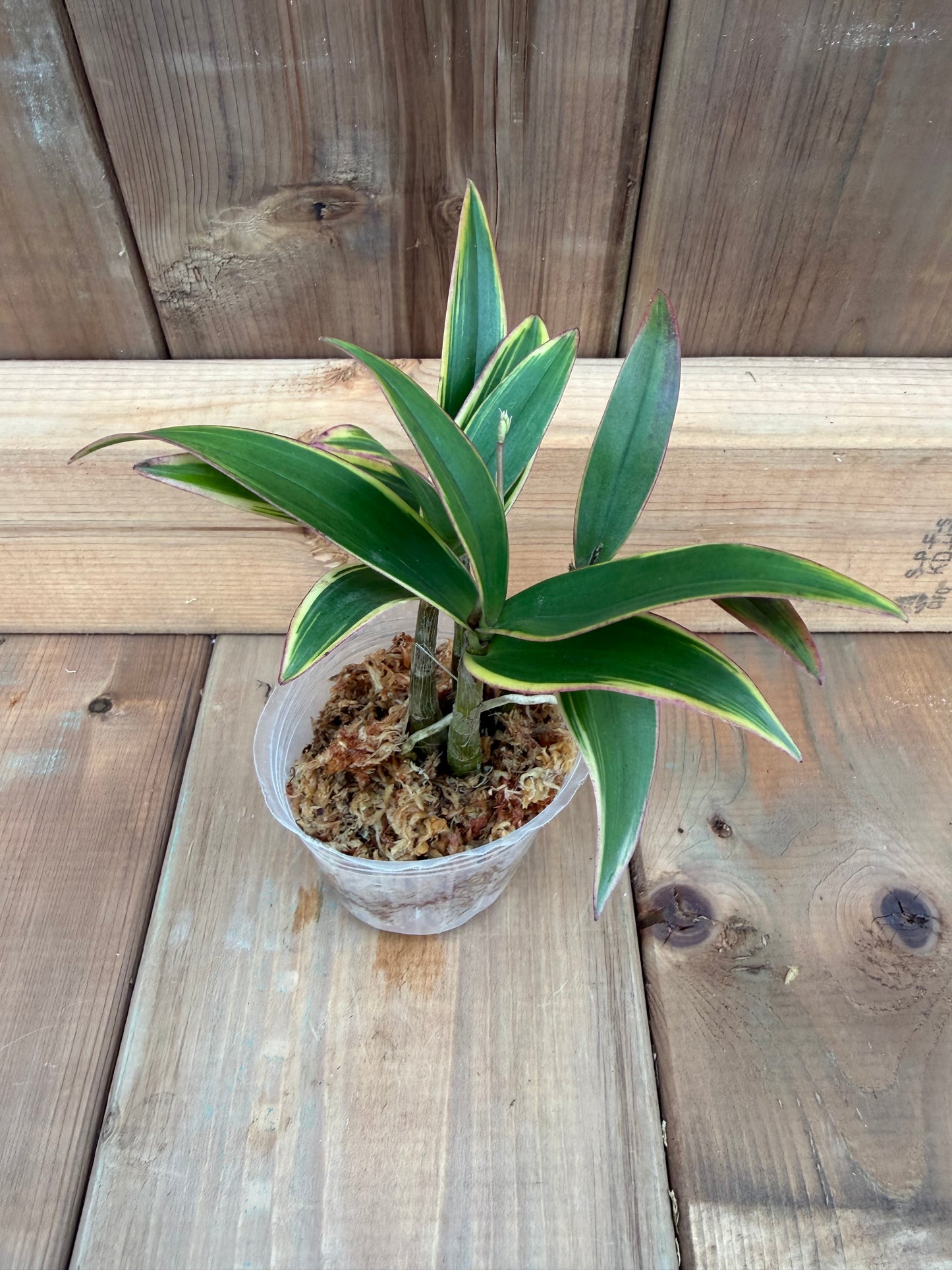 3" Dendrobium kingianum variegata