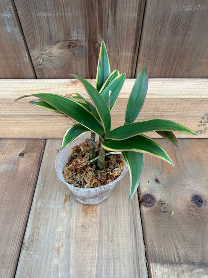 3" Dendrobium kingianum variegata