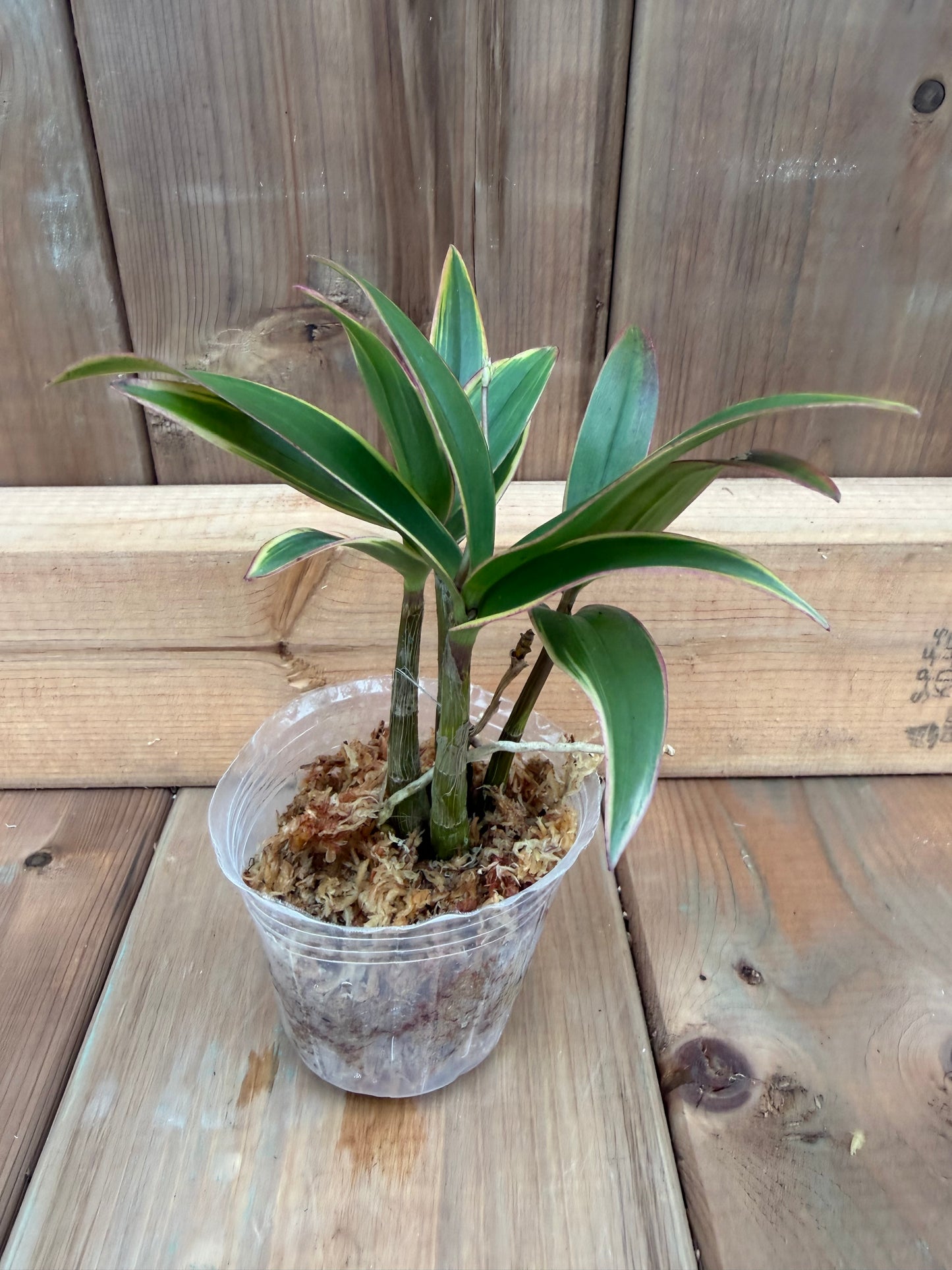 3" Dendrobium kingianum variegata