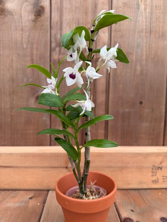 2" Dendrobium Nagasaki 'Hinomaru' (moniliforme x sagimusume)