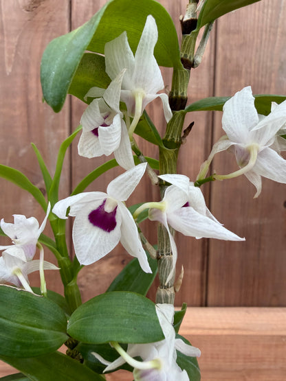 2" Dendrobium Nagasaki 'Hinomaru' (moniliforme x sagimusume)
