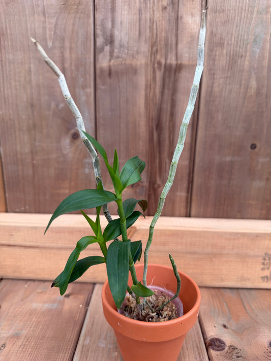 2" Dendrobium chrysopterum x sib