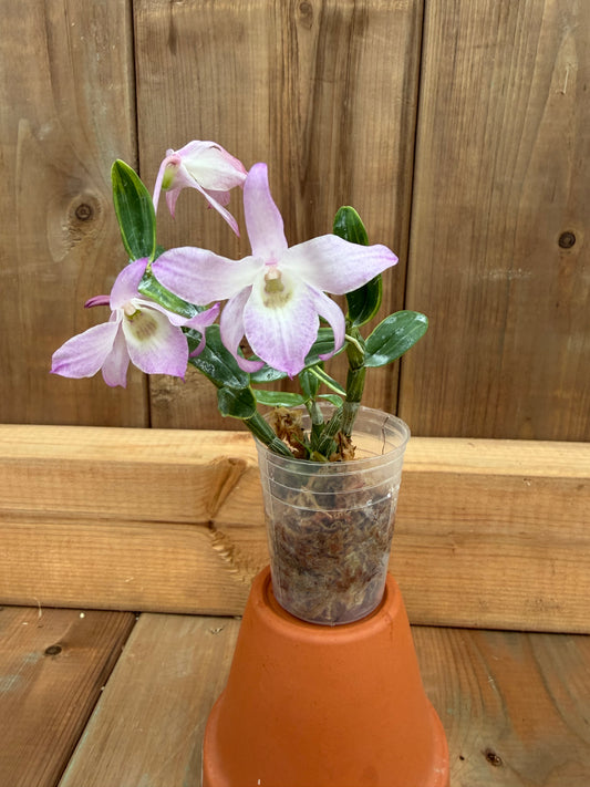 2" Dendrobium moniliforme 'Fujizuru'