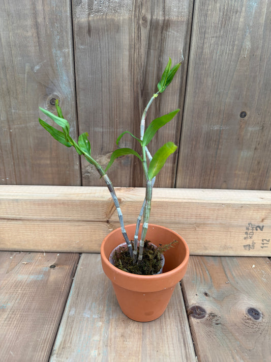 2" Dendrobium maccarthiae