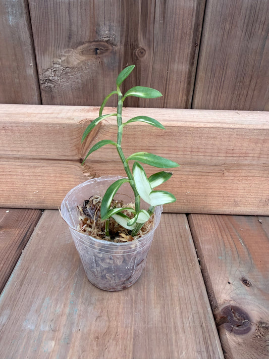 2" Dendrobium loddigesii var.