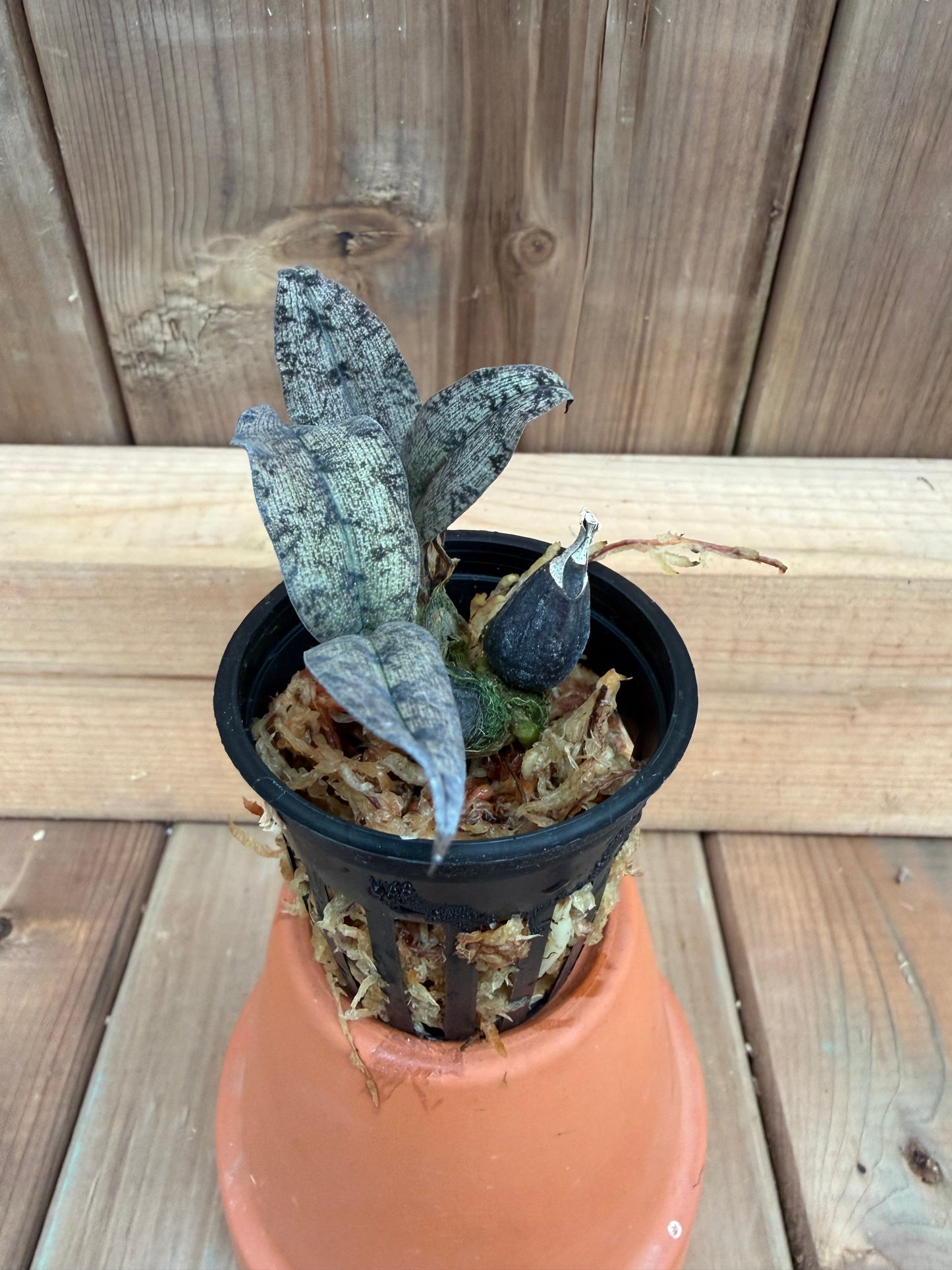 2" Oeceoclades roseo variegata