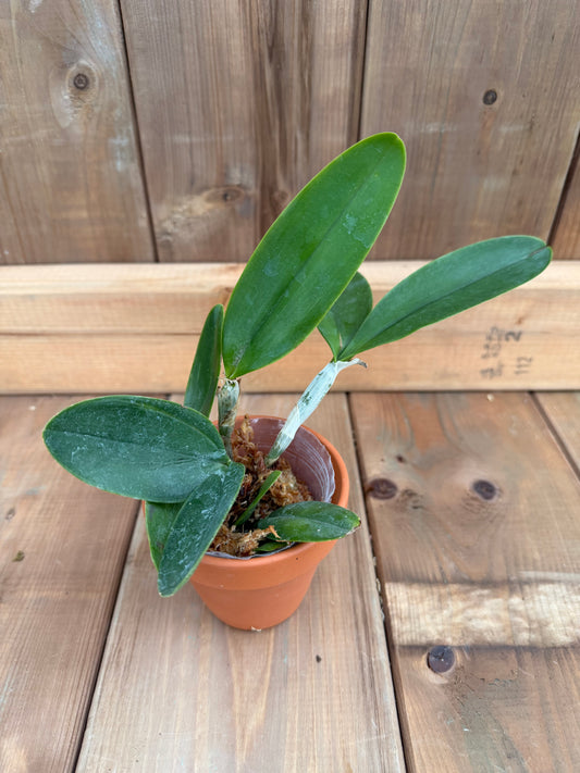 3" Catt. Violacea f. alba x sib