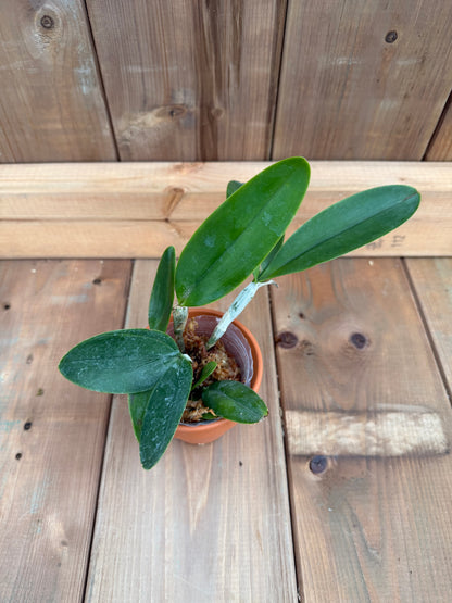 3" Catt. Violacea f. alba x sib