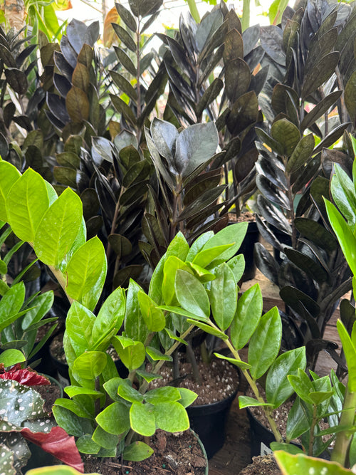 Other Tropicals