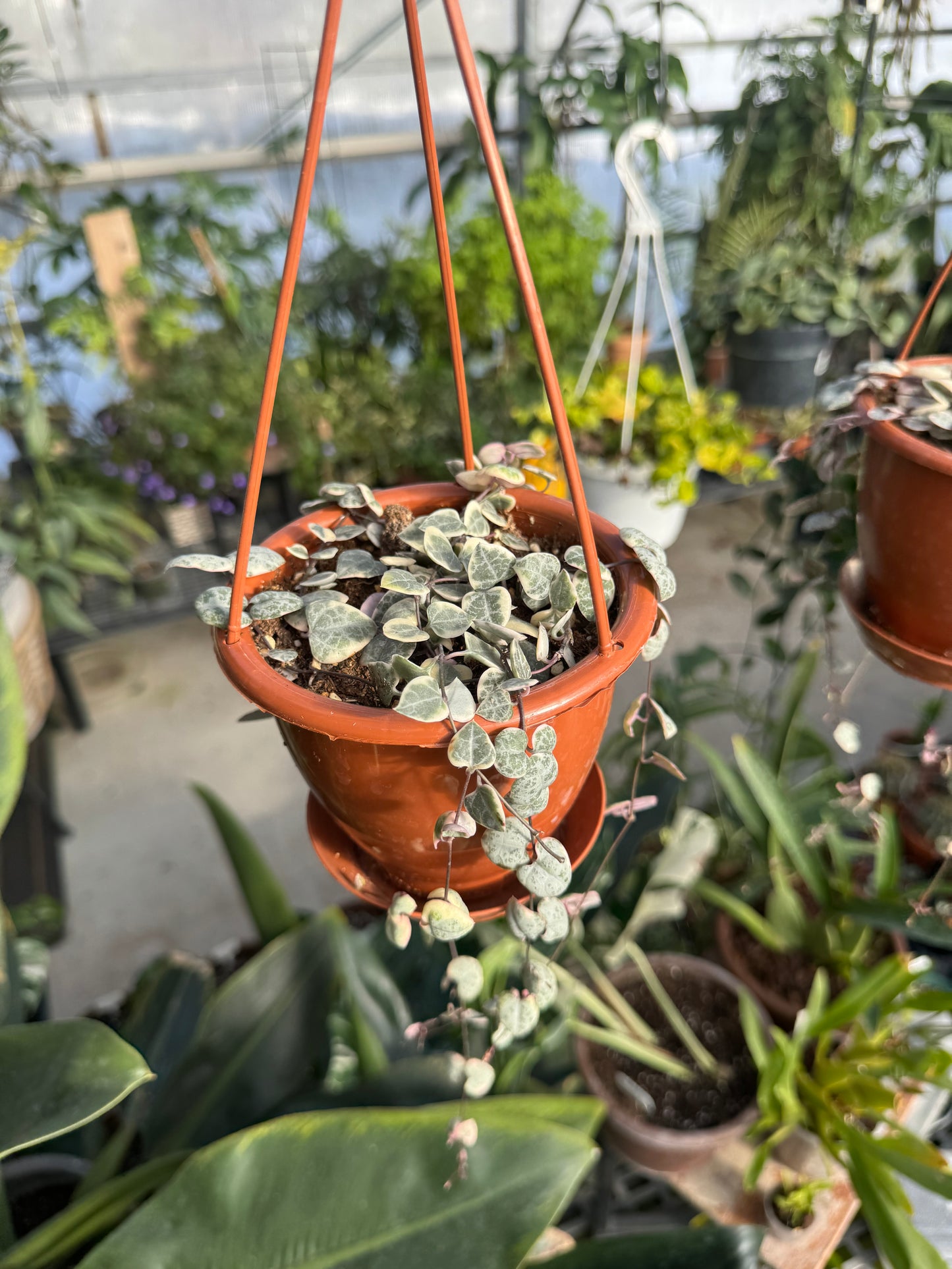4" HB String of Hearts