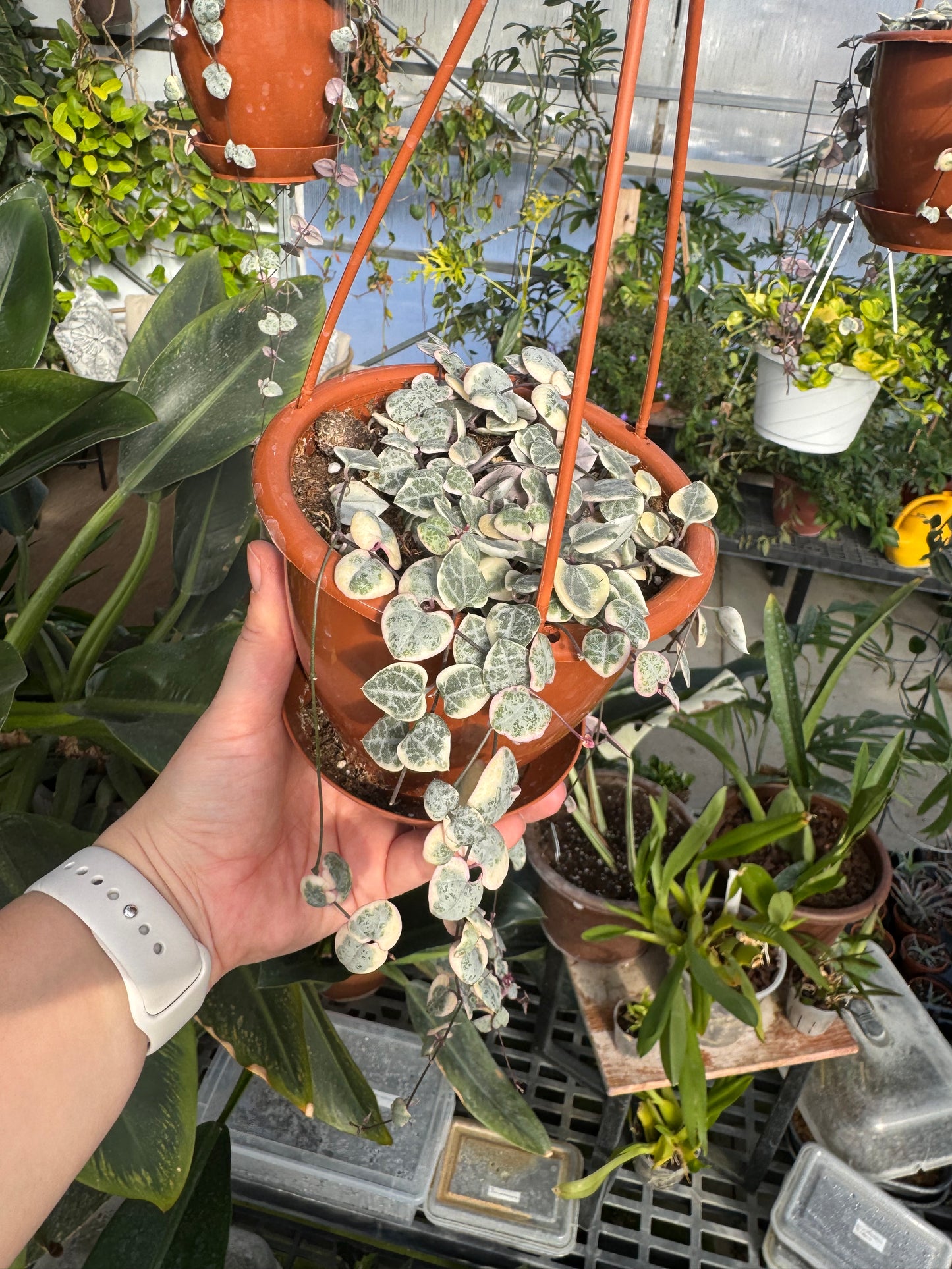 4" HB String of Hearts