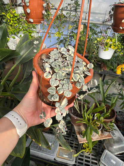 4" HB String of Hearts