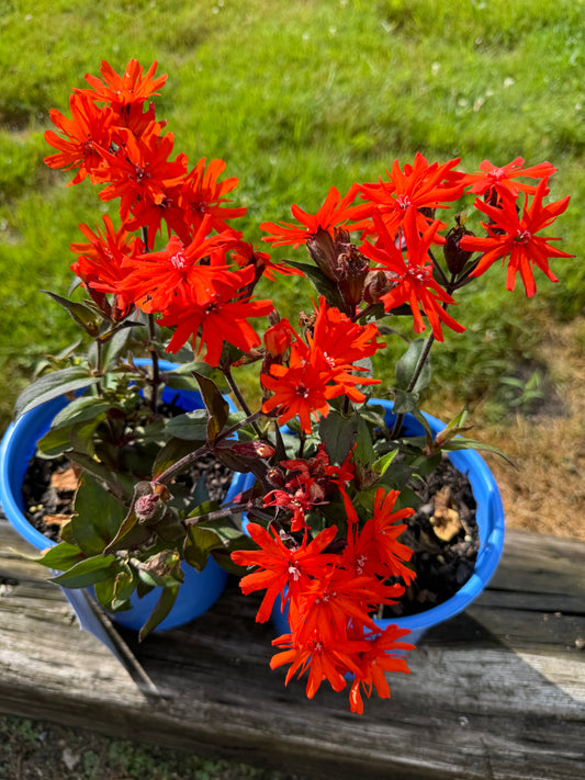 Lychnis arkwrightii ORANGE GNOME 1gal
