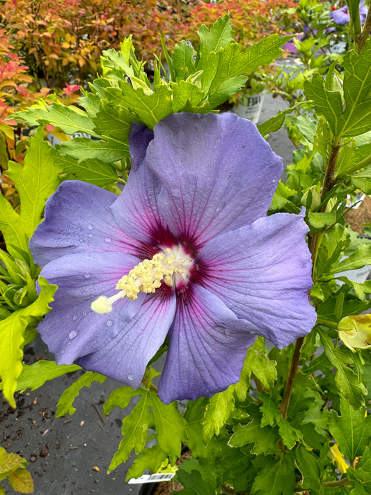 Rose of Sharon ‘Azure Blue Satin’